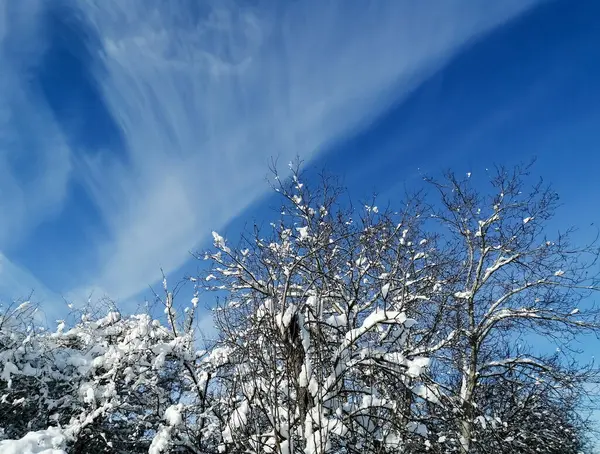 Снег Деревьях Зима Снег Лежит Ветвях Деревьев Против Неба Фоне — стоковое фото