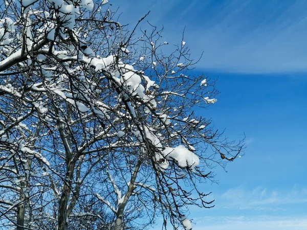 Сніг Лежить Гілках Дерев Небі Тлі Неба Гілки Дерева Покриті — стокове фото