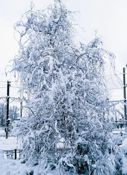 A snow-covered tree in the middle of the city. Winter - snow covered the tree. a tree in the snow photo in a blue hue.