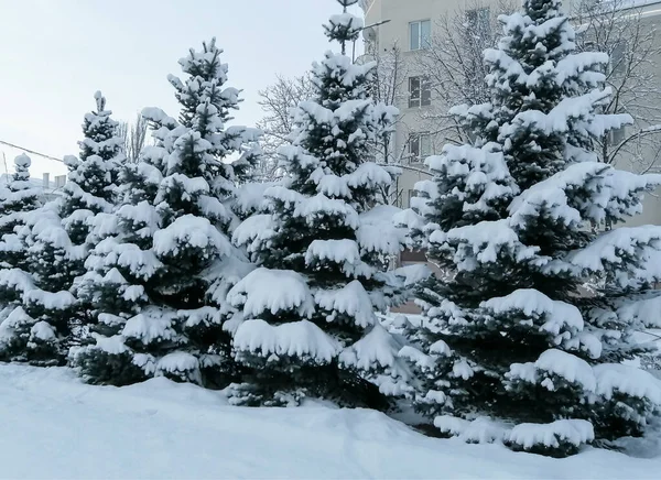 Первые Городе Покрыты Снегом Снег Зимой Парке Парке Снег Покрыл — стоковое фото