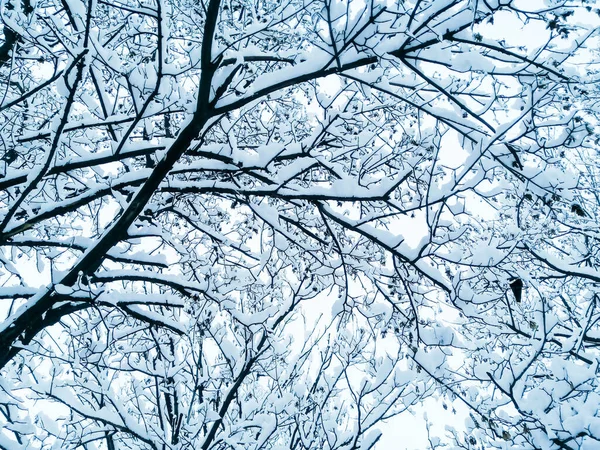 Egy Hóban Télen Fát Teljesen Beborítja Sötét Ágak Fehér Kontrasztja — Stock Fotó