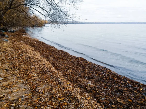 秋天河岸 河岸上有秋天的叶子 河边黄叶丛生的树 河边的秋景 海岸附近的冷水和橙色泉水 — 图库照片