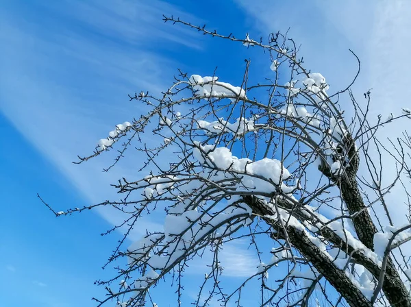 Ένα Δέντρο Στο Χιόνι Ενάντια Ένα Συννεφιασμένο Ουρανό Χειμερινός Ουρανός — Φωτογραφία Αρχείου