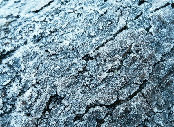 Corteccia Dell Albero Coperta Gelo Gelo Sull Albero Inverno Sta — Foto Stock