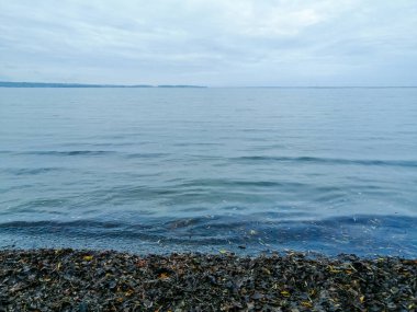 Nehir sisli. Sis sırasında kıyıdan nehrin manzarası. Sonbahar nehri, deniz kabuğu ve dökülen yapraklar. Suyun üzerindeki sonbahar manzarası.