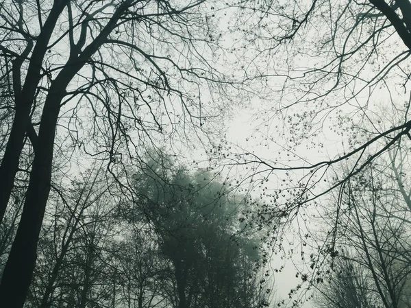 Вид Корону Дерев Через Туман Дерева Через Туман Корона Осінніх — стокове фото
