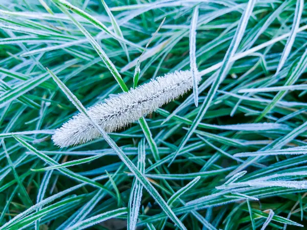 Vintern Närmar Sig Gräset Och Spetsen Täckta Med Frost Frusen — Stockfoto