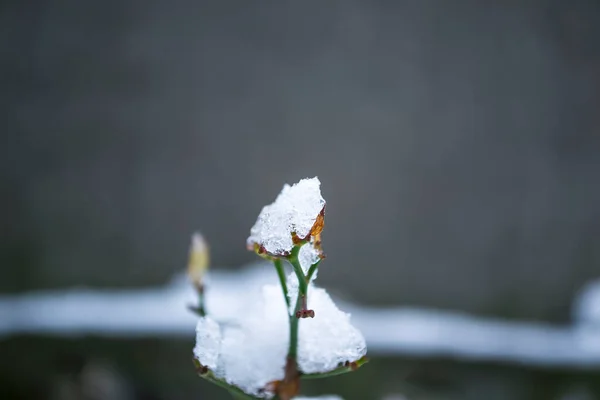 Μπουμπούκι Στο Τριαντάφυλλο Είναι Καλυμμένο Χιόνι Αφήνει Ένα Τριαντάφυλλο Στο — Φωτογραφία Αρχείου