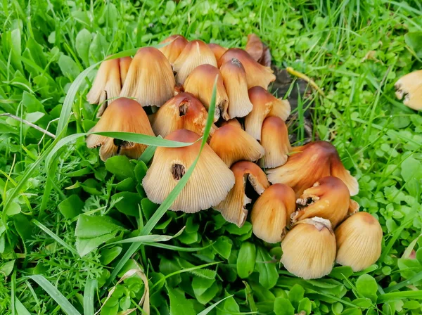 Muitos Cogumelos Laranja Relva Verde Aveia Relva Cogumelos Crescem Como — Fotografia de Stock
