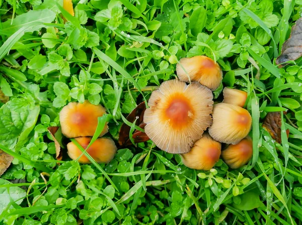 Brown Mushrooms Lots Orange Mushrooms Green Grass Oats Grass Mushrooms — Stock Photo, Image