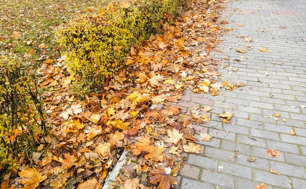 Düşen Yapraklar Sonbaharda Yol Boyunca Uzanır Yolun Yanında Bir Sürü — Stok fotoğraf