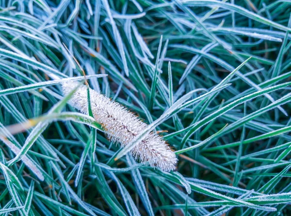 Against the background of frozen grass, a spikelet in frost. Morning of winter - frost covered the grass and spikelet. Photos of a frosty morning in blue shades.