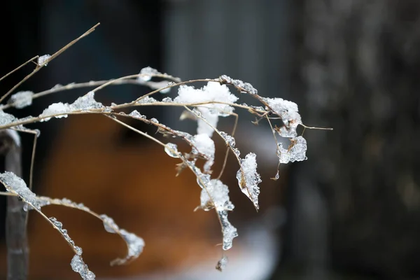 Zamarznięta Gałąź Rośliny Pokryta Jest Śniegiem Lodem Gałąź Krzaka Pokryta — Zdjęcie stockowe