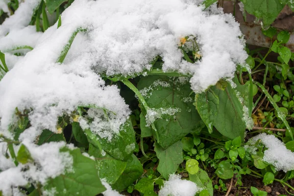 Rośliny Pod Śniegiem Śnieg Pokrył Zielone Rośliny Wiele Zielonych Roślin — Zdjęcie stockowe
