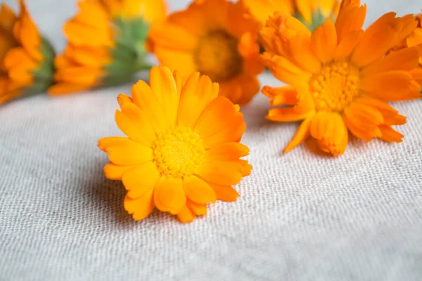 Calendula flowers on linen fabric. Orange marigold flowers on natural linen fabric. Drying of calendula flowers. Collected calendula flowers. Calendula buds lie on a light fabric.