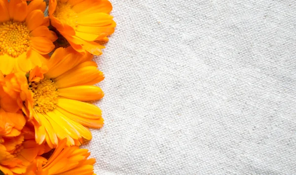 Marigold flowers on linen fabric. orange buds lie on a light fabric background. Calendula flowers on a light tablecloth.