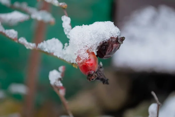 Jagoda Róży Pod Śniegiem Wisi Krzewie Śnieg Pokrył Jagodę Dzikiej — Zdjęcie stockowe