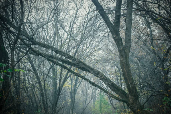 Trees in the fog. The mysterious forest is fog. Mystical forest - trees in the thick of the fog.