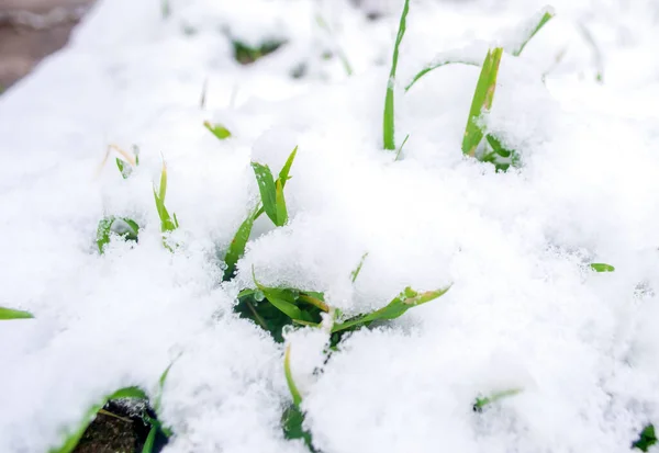 Трава Снегом Снег Покрыл Молодую Траву Осенняя Трава Первым Снегом — стоковое фото