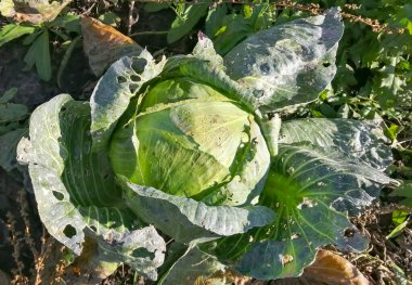 Bahçede olgun lahana. Böcekler tarafından yenen büyük bir lahana kafası. Lahana yaprakları delikte. Böcekler lahana mahsulünü mahvetti..