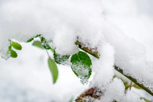 Растения Снегом Много Зеленых Растений Покрывалом Снега Снег Покрыл Зеленые — стоковое фото