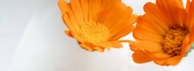 Calendula çiçekleri suda yüzer. Beyaz arka planda portakal çiçeği tomurcukları. Beyaz arkaplan ve çiçekler