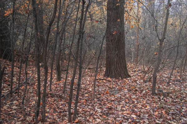 Пейзаж Лісі Дерева Виділяються Тлі Червоно Жовтого Листя Туману Лісі — стокове фото