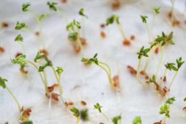 Su teresi mikroyeşillikleri ilk filizlerdir. Su teresi filizleri. Pencere kenarındaki yeşillik. Yeşillik filizleri.