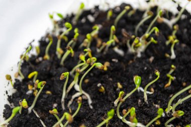 Çimen mantarı - taze lahanalar. Çemen otu fideleri. Pencere kenarındaki mikroçimler mantar otudur..