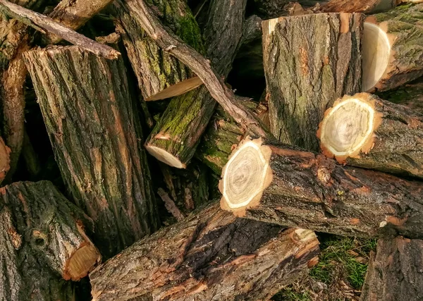 冬季消防用的柴火 收集木柴过冬 很多鳄梨 火柴堆在地上 树枝和木柴堆成的山 — 图库照片