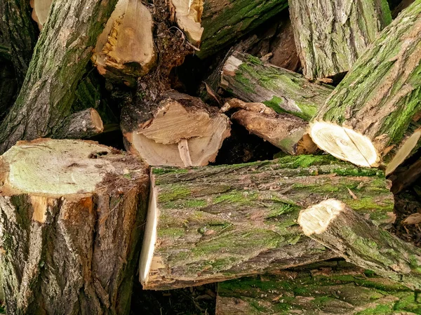 被砍断的木柴的特写 冬季消防 收集木柴过冬 很多橡胶树木柴 火柴堆在地上 — 图库照片