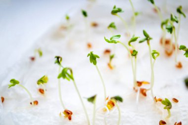 Su teresi mikroyeşillikleri ilk filizlerdir. Su teresi filizleri. Pencere kenarındaki yeşillik. Yeşillik filizleri.