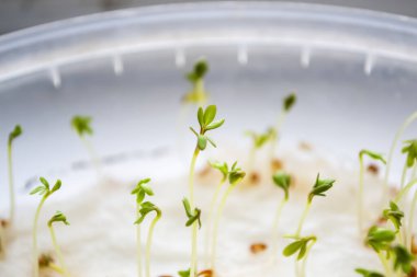 Su teresi mikroyeşillikleri ilk filizlerdir. Yeşillik filizleri. Su teresi filizleri. Pencerenin kenarındaki yeşillik.