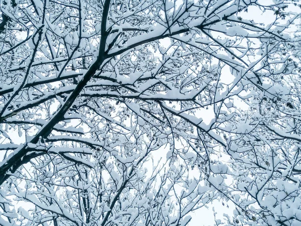 Перлина Вкрита Білим Снігом Парканом Росте Дерево Снігу Контраст Темних — стокове фото
