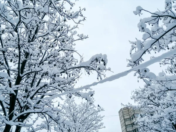 Дерева Дроти Місті Покриті Снігом Липкий Сніг Вкривав Дроти Гілки — стокове фото