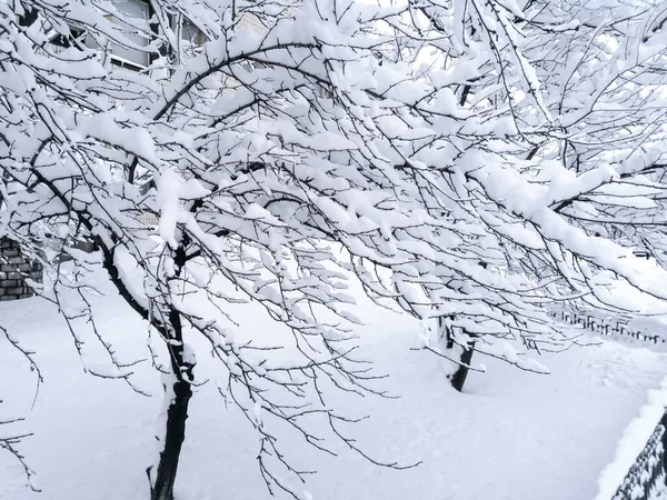 Pérola Coberta Neve Branca Uma Árvore Neve Cresce Atrás Cerca — Fotografia de Stock