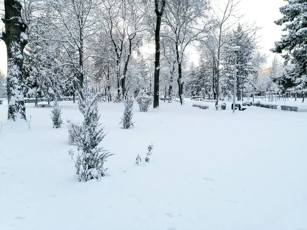 Зима Парке Снег Покрывает Скамейки Деревья Кусты Парке Городе Много — стоковое фото