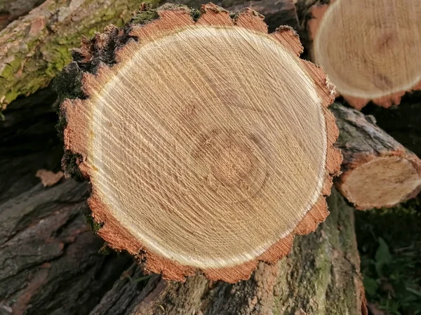 砍柴砍柴当柴火 砍树是指在锯子上圆圆的树的年龄 房子取暖用的柴火 — 图库照片