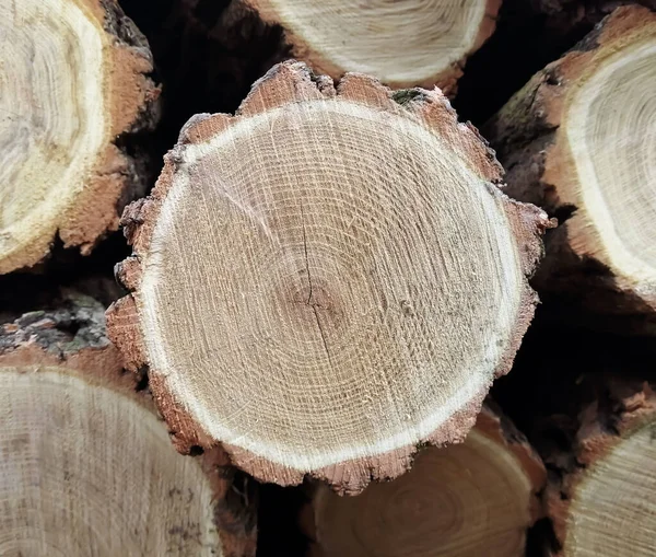 砍倒一棵树 树木的圆木堆积起来了 锯木原木 砍伐森林后的木料 房子的炉灶用的木料 用木柴取暖 — 图库照片
