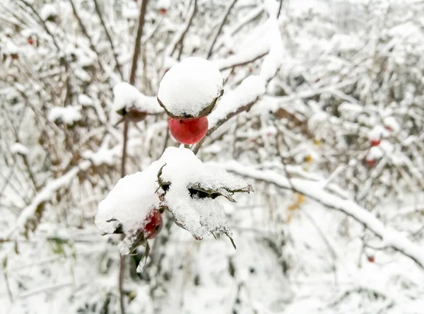 winter - winter berries on the bush are covered with snow. Rosehip under the snow. Rose hips or wild roses under the snow.
