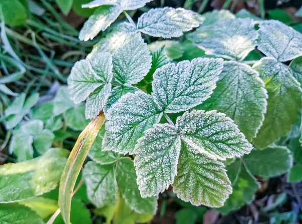 Raspberry leaves are covered with frost frost. In the morning, frost froze the green raspberry leaves.