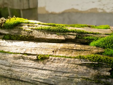 Ağaçta yeşil yosun var. Yeşil yosunların üzerine ışık düşer. Ağaçta yeşil yosun yetişmiş..