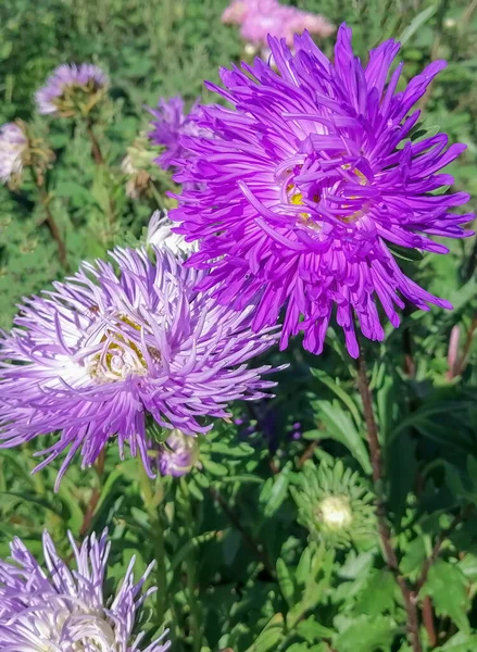 Purple chrysanthemums against the backdrop of greenery in the garden. Chrysanthemums bloomed in the garden. Lots of flowers in the garden. Asters in the garden.