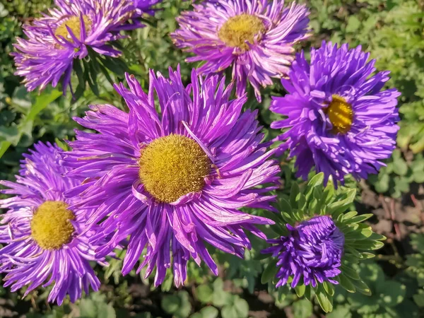 Purple chrysanthemums against the backdrop of greenery in the garden. Asters in the garden. Chrysanthemums bloomed in the garden. Lots of flowers in the garden.