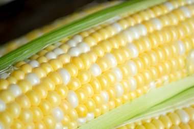 Mısırın yakın çekimi pompalandı. Kachan 'da mısır taneleri. Beyaz ve sarı taneli mısır koçanı..