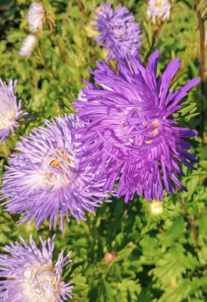 A purple aster bloomed in the garden. In the garden there is a purple chrysanthemum. Purple flowers in autumn.