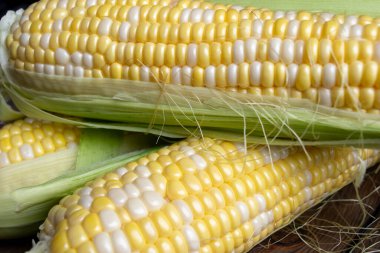 Corn cobs lie on a wooden table. Corn with white and yellow grains in a green skin. Young heads of corn are bicolored.