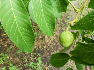A green walnut hangs on a branch. Walnut fruit on a tree. Green walnut fruits ripen on the garden tree.