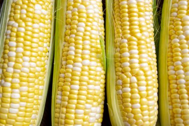 Four heads of corn are on the table. In a row lies corn. Corn cobs lie nearby. Young, two-tone corn.