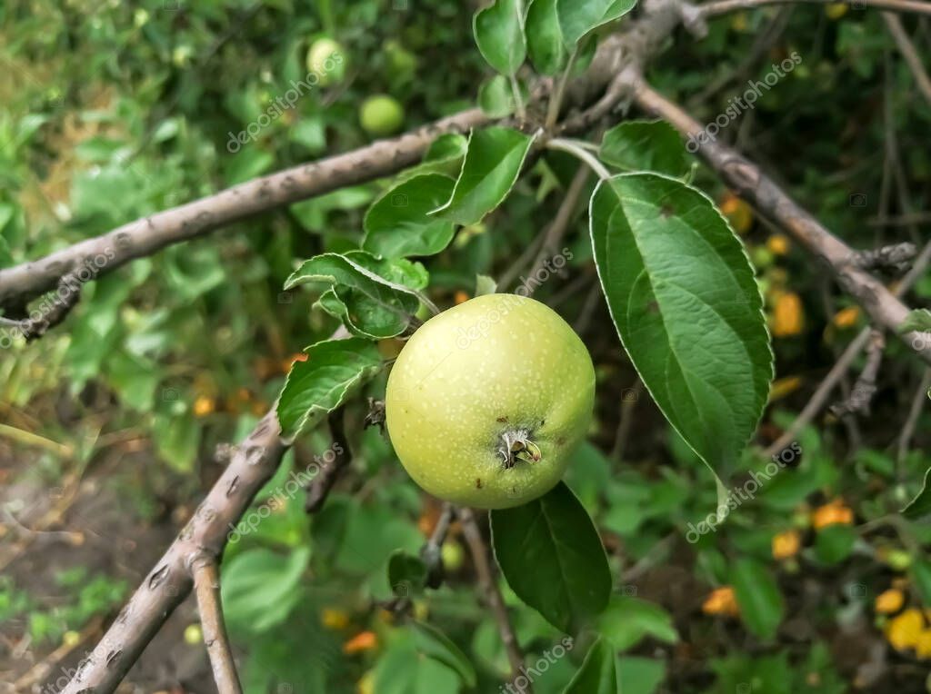 Green Apple On A Tree The Fruit Of An Apple Tree Winter Apple Tree green-apple-on-a-tree-the-fruit-of-an-apple-tree-winter-apple-tree